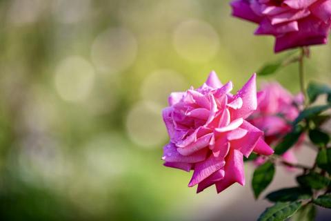 曾靖紜 - 花朵的浪漫