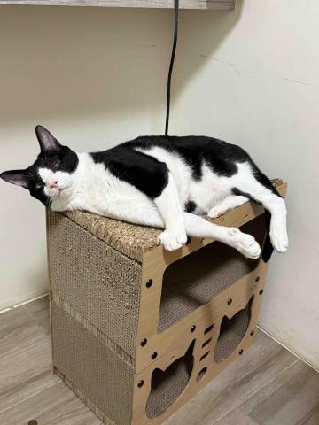 毛寶安心宅-海線寵物保姆到府服務 - 