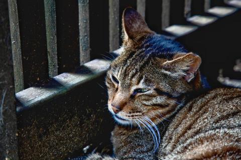 曾靖紜 - 動物的神情補捉