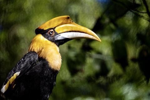 曾靖紜 - 動物神情的補捉