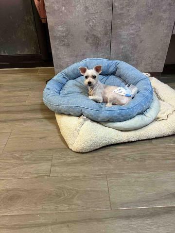 毛寶安心宅-海線寵物保姆到府服務 - 