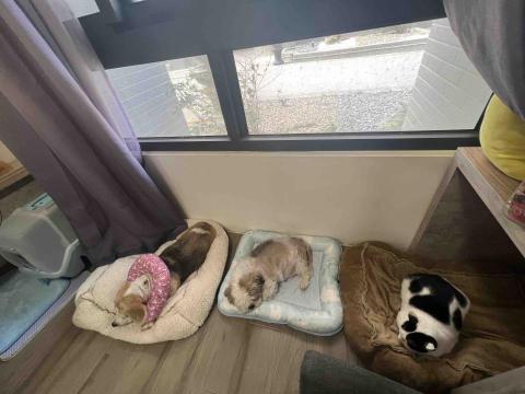 毛寶安心宅-海線寵物保姆到府服務 - 