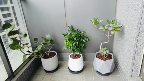 由美夫婦綠植-沂宸設計 - 