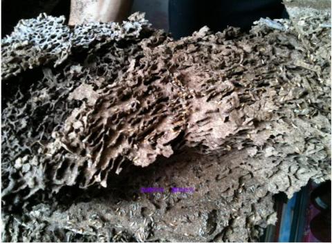 專業清洗冷氣洗衣機1400元起除白蟻楊師傅 - 白蟻巢穴