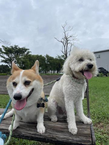 Hazel - 寵物散步