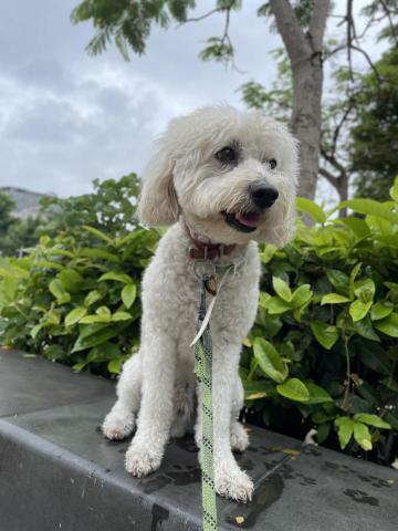 Hazel - 寵物散步