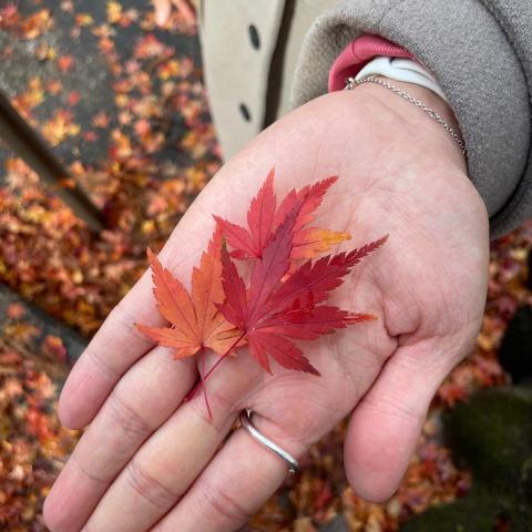 提供保姆服務的專家Peter