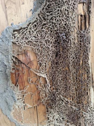 海芮工程有限公司（病媒防治業） - 除白蟻