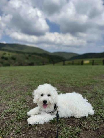 毛大叔狗私塾 - 極度聰明的小男孩 Gody 
#狗學生 毛大叔狗私塾 - 極度聰明的小男孩 Gody 
#狗學生