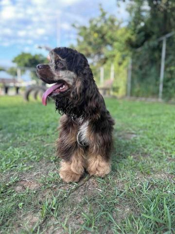 淡水小毛宅狗狗純寄宿旅館 - 附近有多公園綠地可帶寶貝外出走走