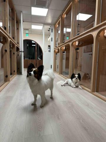 淡水小毛宅狗狗純寄宿旅館 - 