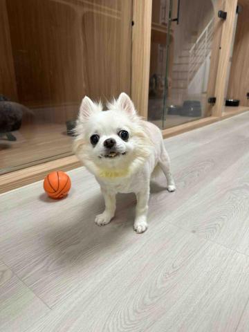 淡水小毛宅狗狗純寄宿旅館 - 