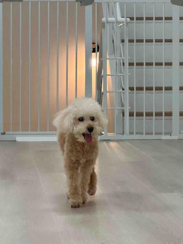 淡水小毛宅狗狗純寄宿旅館 - 