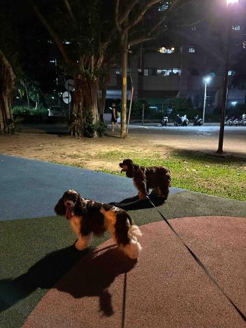 淡水小毛宅狗狗純寄宿旅館 - 附近有多公園綠地可帶寶貝外出走走