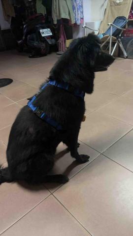 陳靖蕙 - 帶自家寵物散步