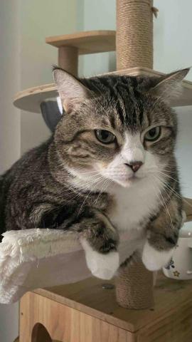 林峻頡 - 這隻貓很兇