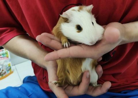 林昱志 - 最愛的小卡布