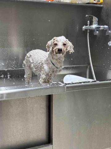 淡水小毛宅狗狗純寄宿旅館 - 有配合店家提供代送洗及美容服務