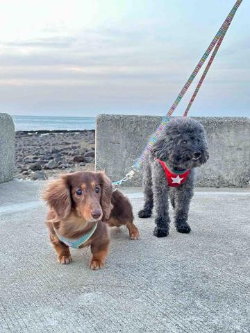 淡水小毛宅狗狗純寄宿旅館 - 附近有多公園綠地可帶寶貝外出走走