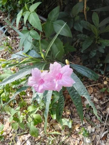 提供清潔員服務的專家予暄