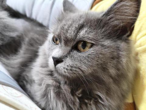 周喵喵個人整潔室 -  周喵喵個人整潔室 -