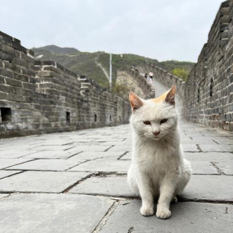 提供台北抓老鼠服務的專家萬里長城的貓