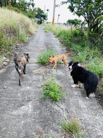 盈楓 - 遛狗 盈楓 - 遛狗