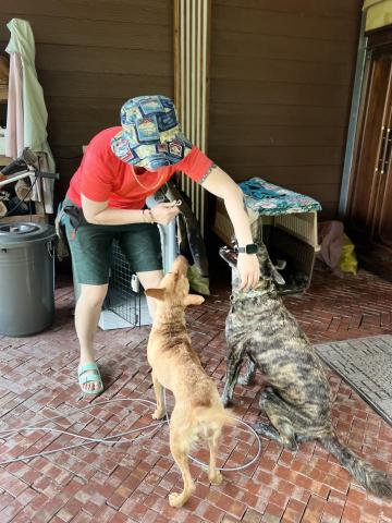 盈楓 - 扣狗鏈要帶出去散步 盈楓 - 扣狗鏈要帶出去散步