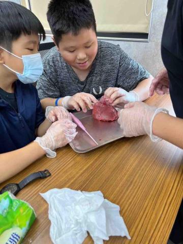曾麟媗 - 在補習班帶領國中生學習心臟結構-解剖豬心