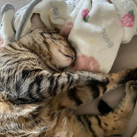 提供和美服務的專家Lin Jill