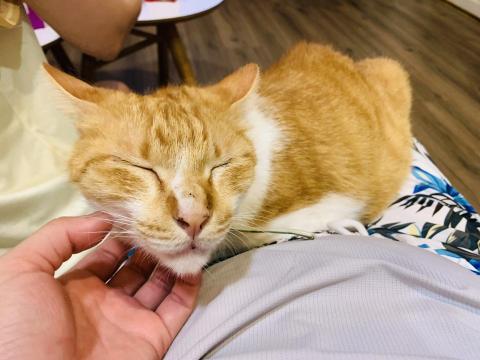 盈楓 - 被摸到很舒服 盈楓 - 被摸到很舒服