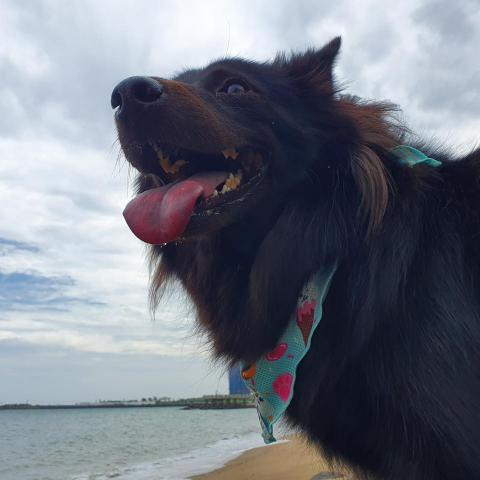 提供轎車服務的專家J W