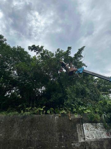 🪽森羽園藝 - 樹木修剪移除作業