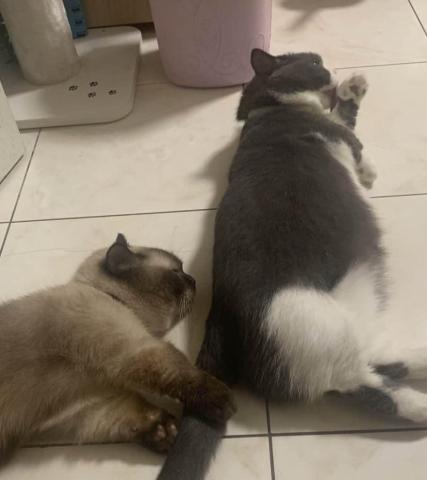 冷傳暟 - 我家的兩隻小貓咪，很可愛對吧