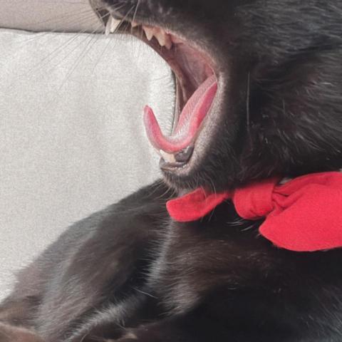 提供浪板屋服務的專家O