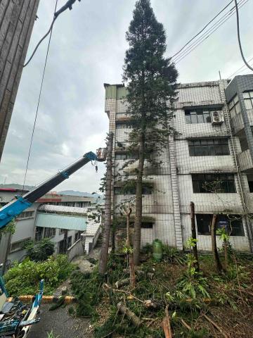 🪽森羽園藝 - 危樹高約7層樓矮化至1樓高