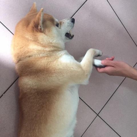 提供寄養服務的專家王喬喬