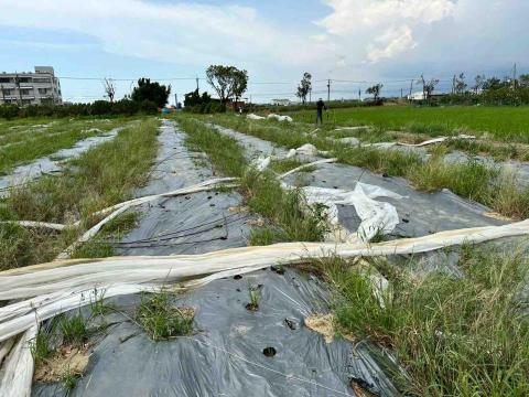 蔡承宏 - 農地清理前