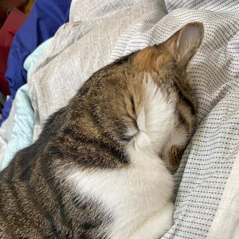 提供貓砂服務的專家金麗