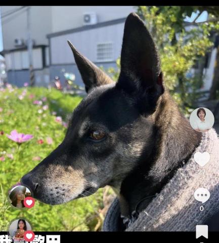 林怡杏 - 第一次接案-未有其它寵物-先附上自家小犬