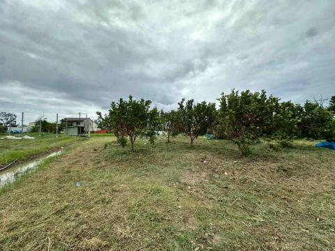 蔡承宏 - 除草後