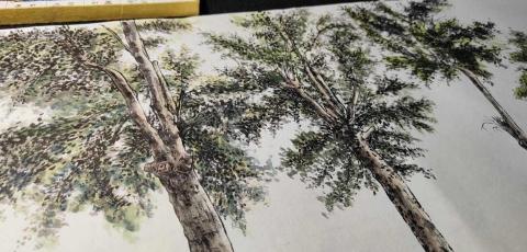 資深美術家教/繪師 佩均 - 水墨 寫實 樹群