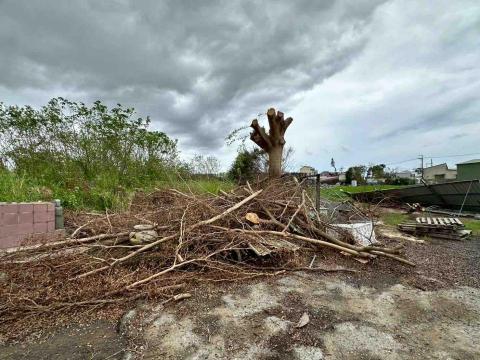 蔡承宏 - 雜木清理前