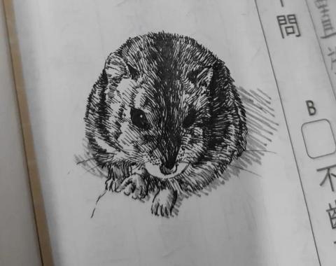 資深美術家教/繪師 佩均 - 代針 倉鼠