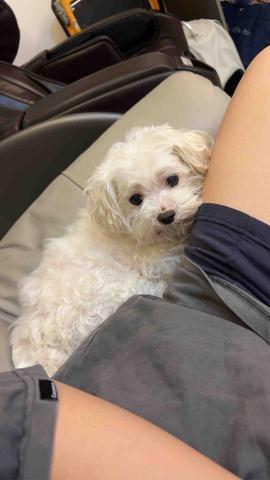 提供寄養服務的專家Dai