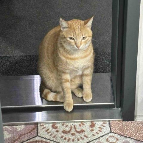 王喬喬 - 每天餵養的浪貓（其實住在我家頂樓XD)