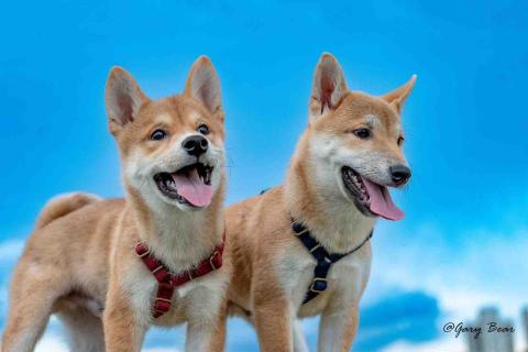 毛大叔狗私塾 - 調皮搗蛋的兩兄弟 Buno and Maso
#狗學生 毛大叔狗私塾 - 調皮搗蛋的兩兄弟 Buno and Maso
#狗學生