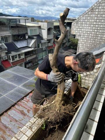陳一成 - 花圃清潔工程 陳一成 - 花圃清潔工程