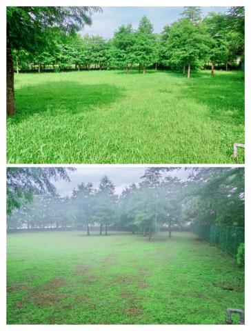 樊藝園藝 - 民宿除草施工前後照