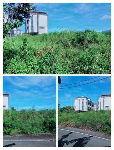 樊藝園藝 - 芒草割除施工前